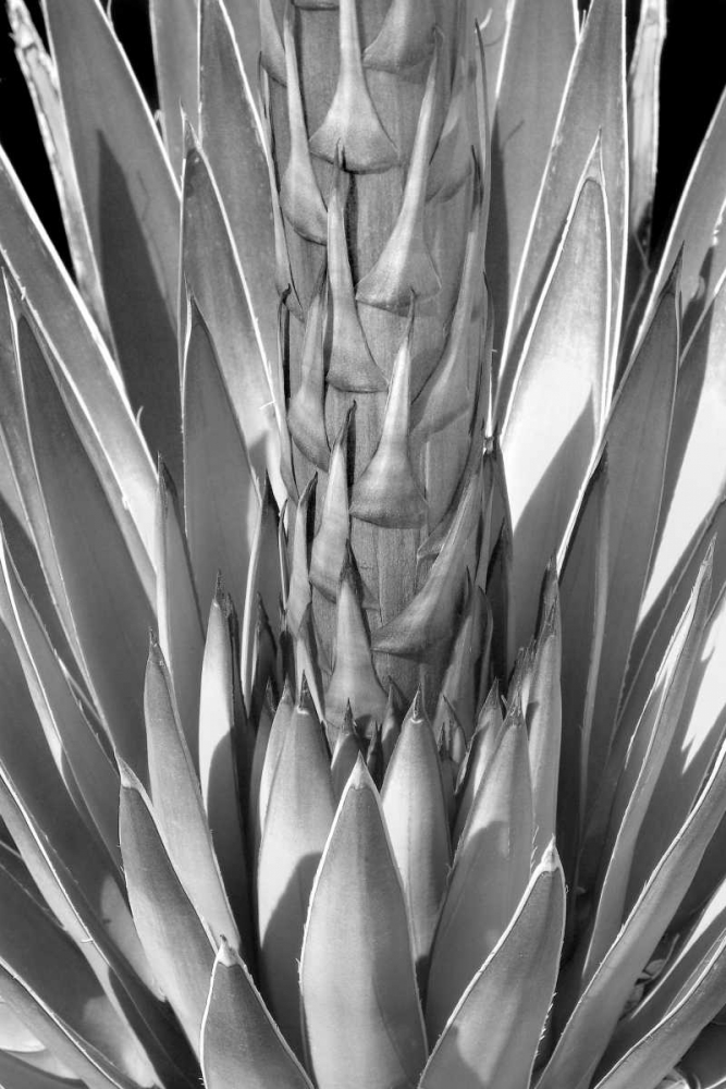 Flowering Agave BW art print by Douglas Taylor for $57.95 CAD