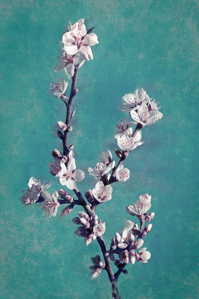 Spring Blossoms on Teal art print by Vitaly Geyman for $57.95 CAD