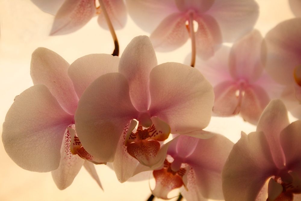 Pure Orchids art print by Vitaly Geyman for $57.95 CAD