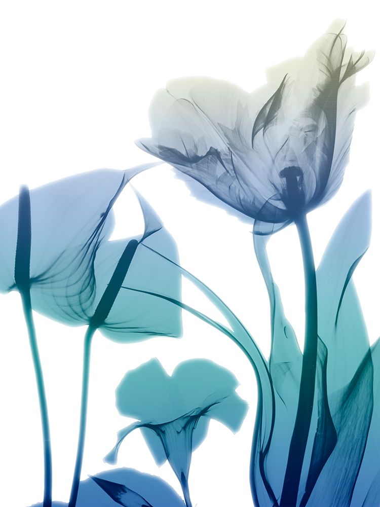 Morning Bloom 2 art print by Albert Koetsier for $57.95 CAD