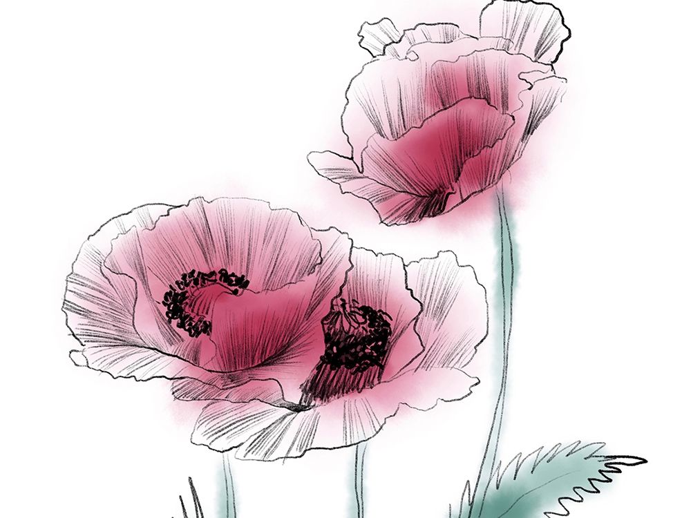 Sketched Poppies 1 art print by Boho Hue Studio for $57.95 CAD