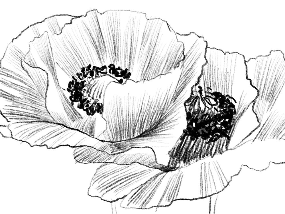 Sketched Poppies 3 art print by Boho Hue Studio for $57.95 CAD