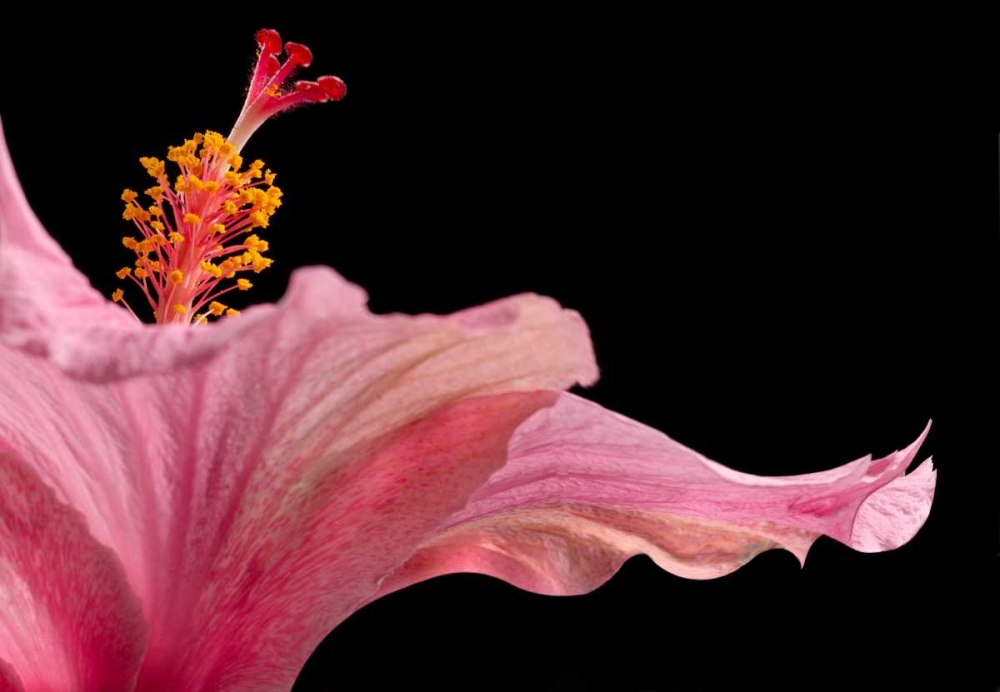 Hibiscus 1 art print by Barry Seidman for $57.95 CAD