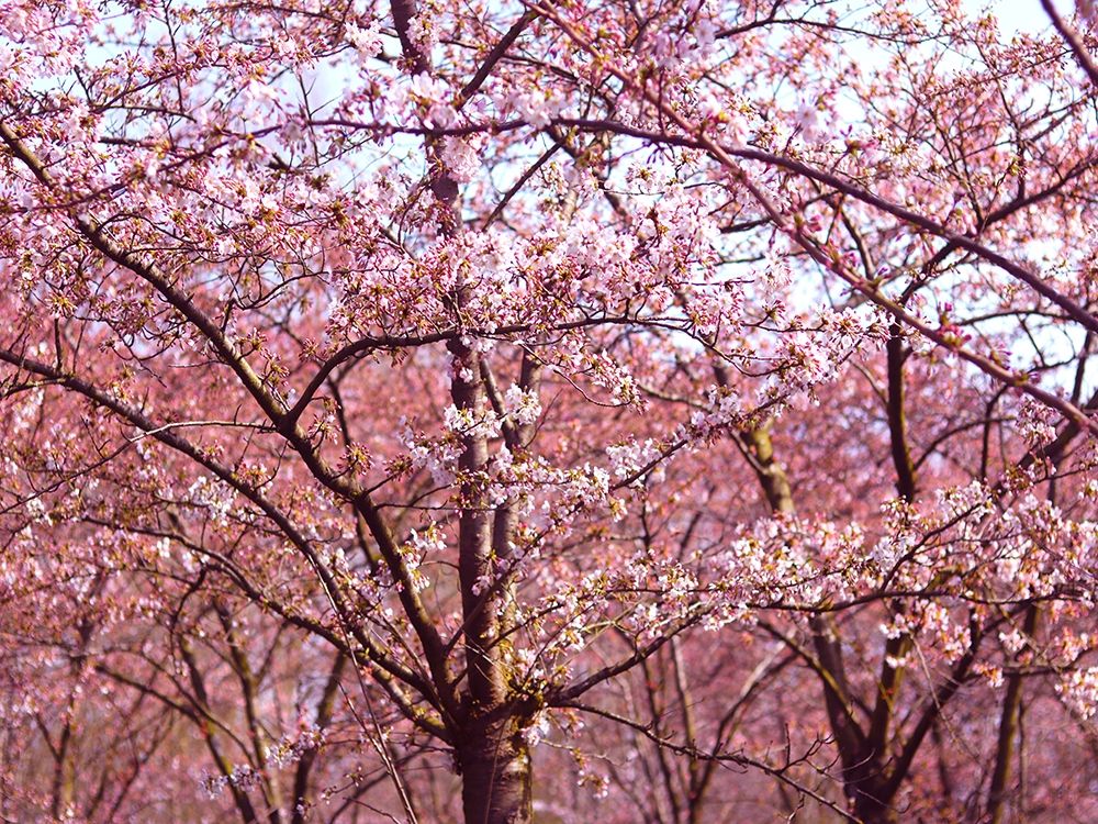 Blossom Pink Trees 2 art print by Stephanie Frances for $57.95 CAD