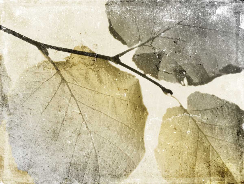 Classic Leaves art print by Jace Grey for $57.95 CAD