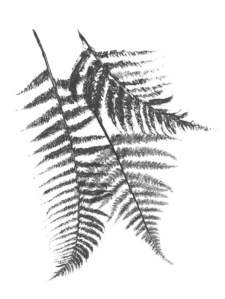 Monochromatic Ferns 2 art print by Jace Grey for $57.95 CAD