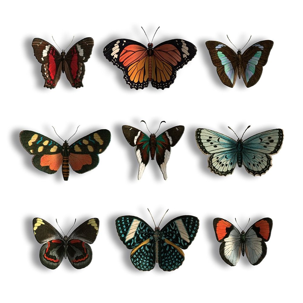 Floating Butterflies art print by Jace Grey for $57.95 CAD