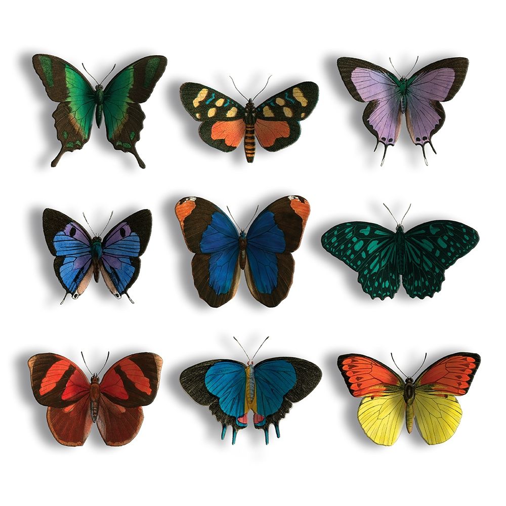 Floating Butterflies Mate art print by Jace Grey for $57.95 CAD