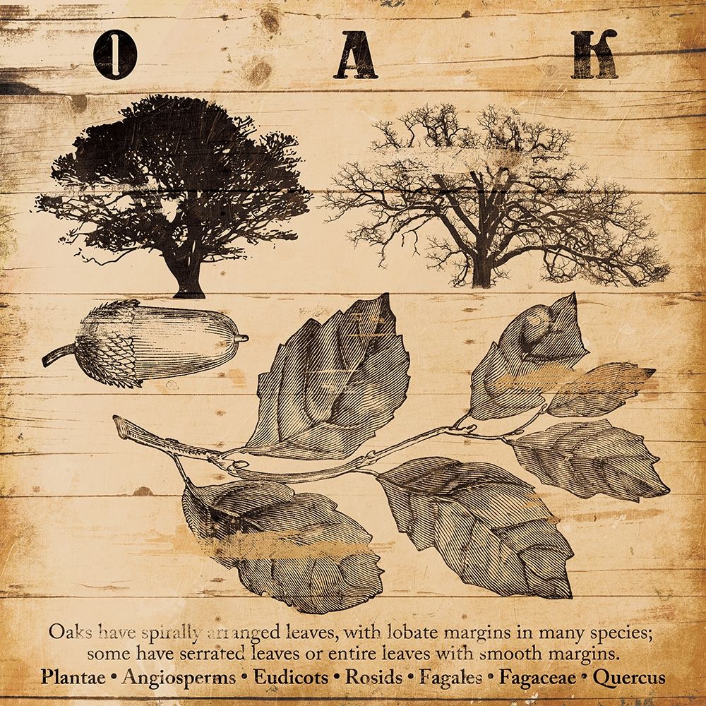 Oak Burnt art print by Jace Grey for $57.95 CAD
