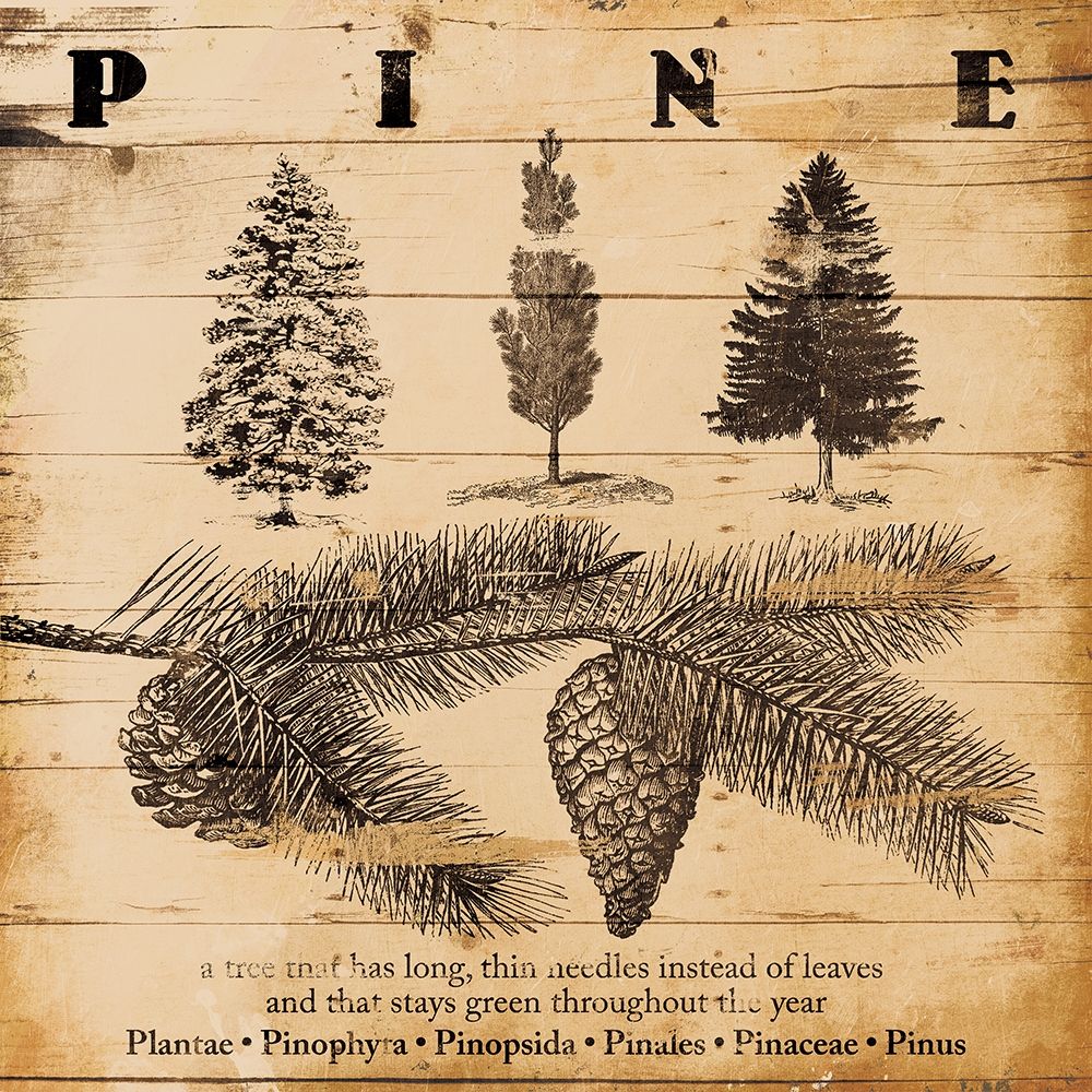 Pine Burnt art print by Jace Grey for $57.95 CAD