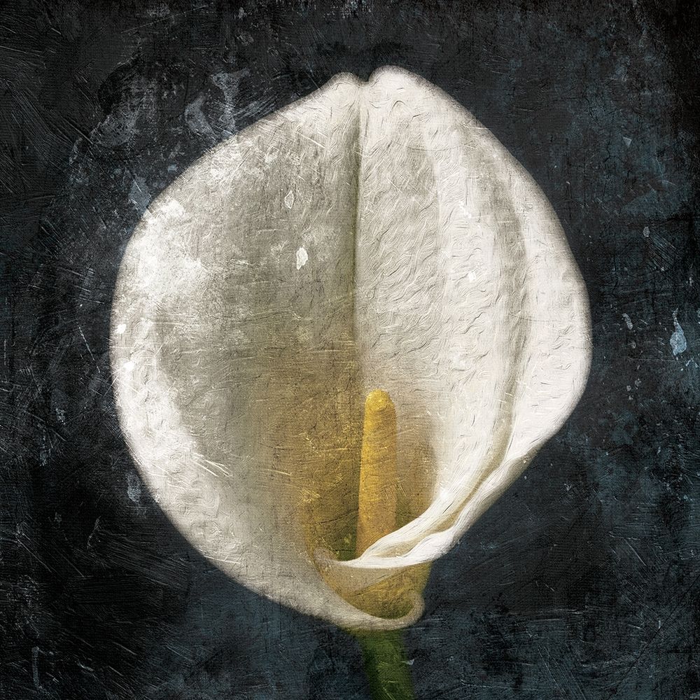 Dark Tulip art print by Jace Grey for $57.95 CAD
