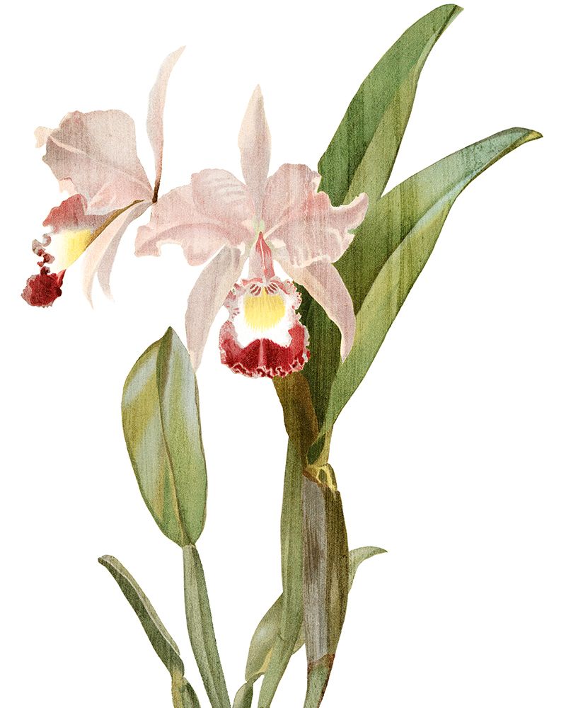 Orchid Love 1 art print by Allen Kimberly for $57.95 CAD