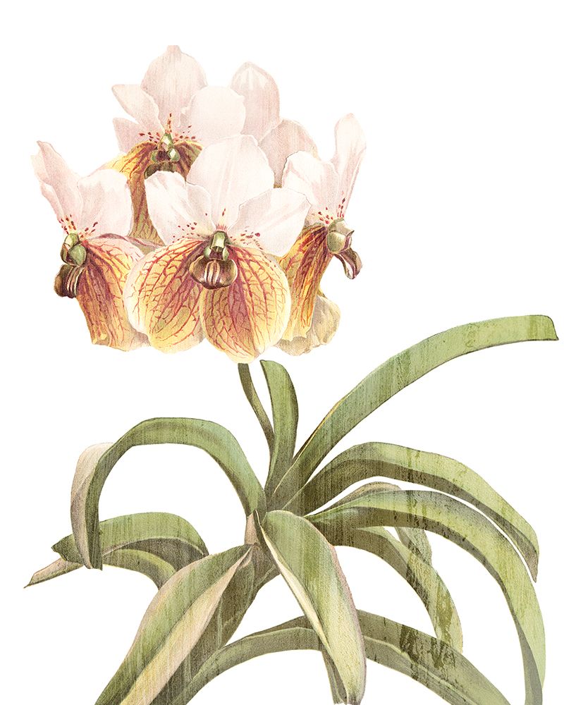 Orchid Love 3 art print by Allen Kimberly for $57.95 CAD