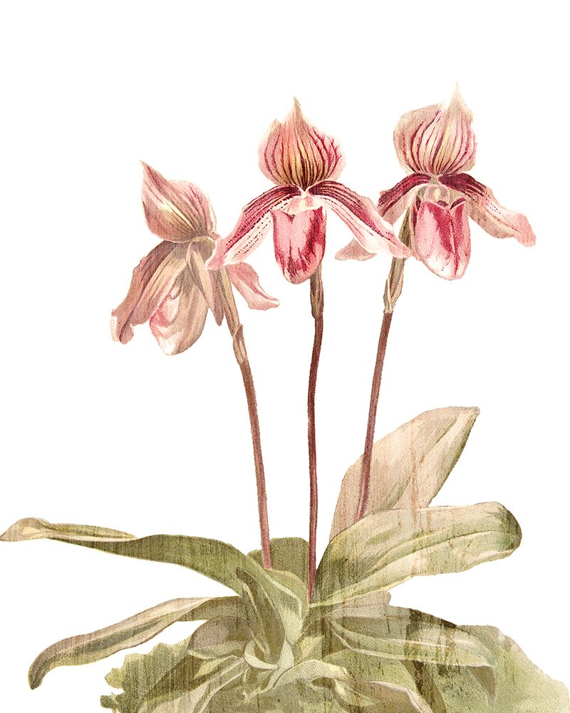 Orchid Love 4 art print by Allen Kimberly for $57.95 CAD