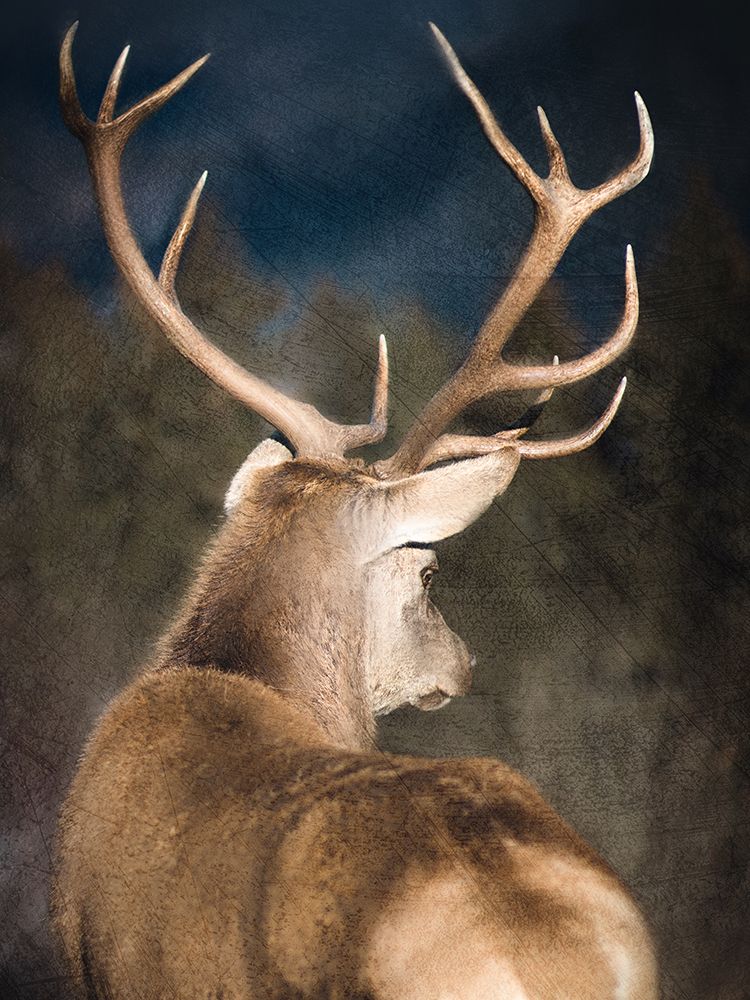 Majestic art print by Kimberly Allen for $57.95 CAD