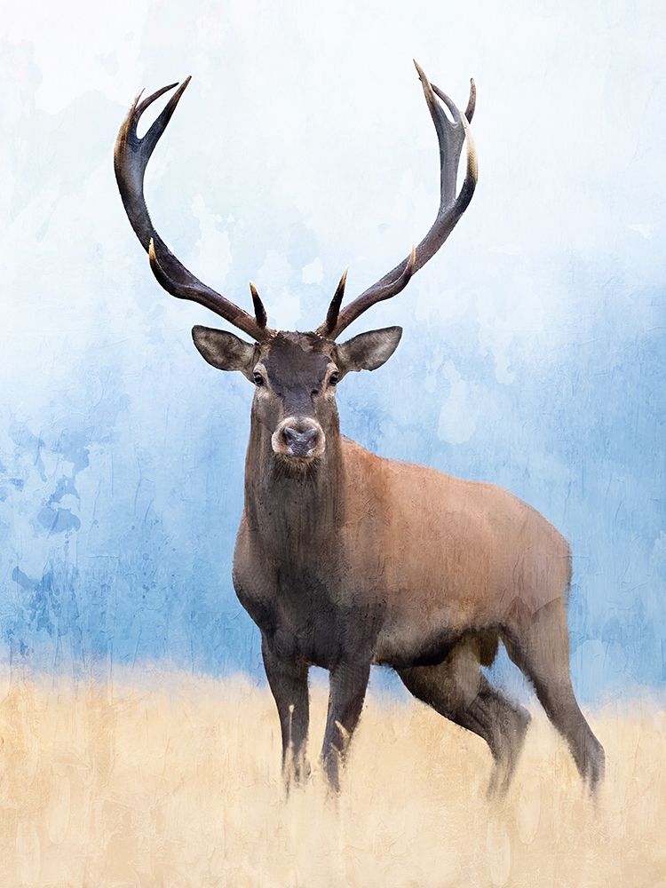 Red Deer art print by Kimberly Allen for $57.95 CAD