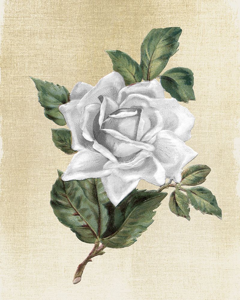Rose art print by Kimberly Allen for $57.95 CAD