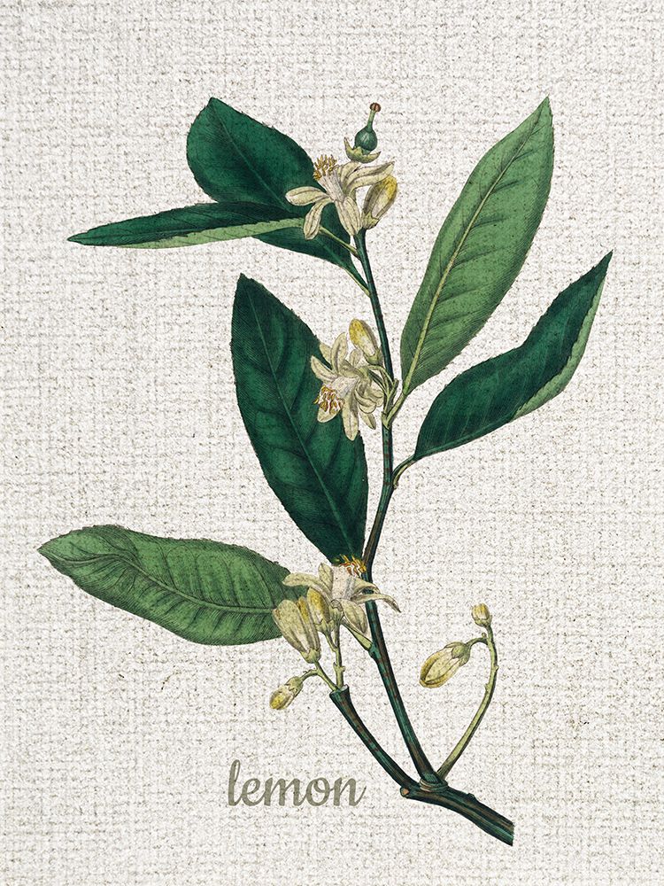 Linen Botanical 1 art print by Kimberly Allen for $57.95 CAD
