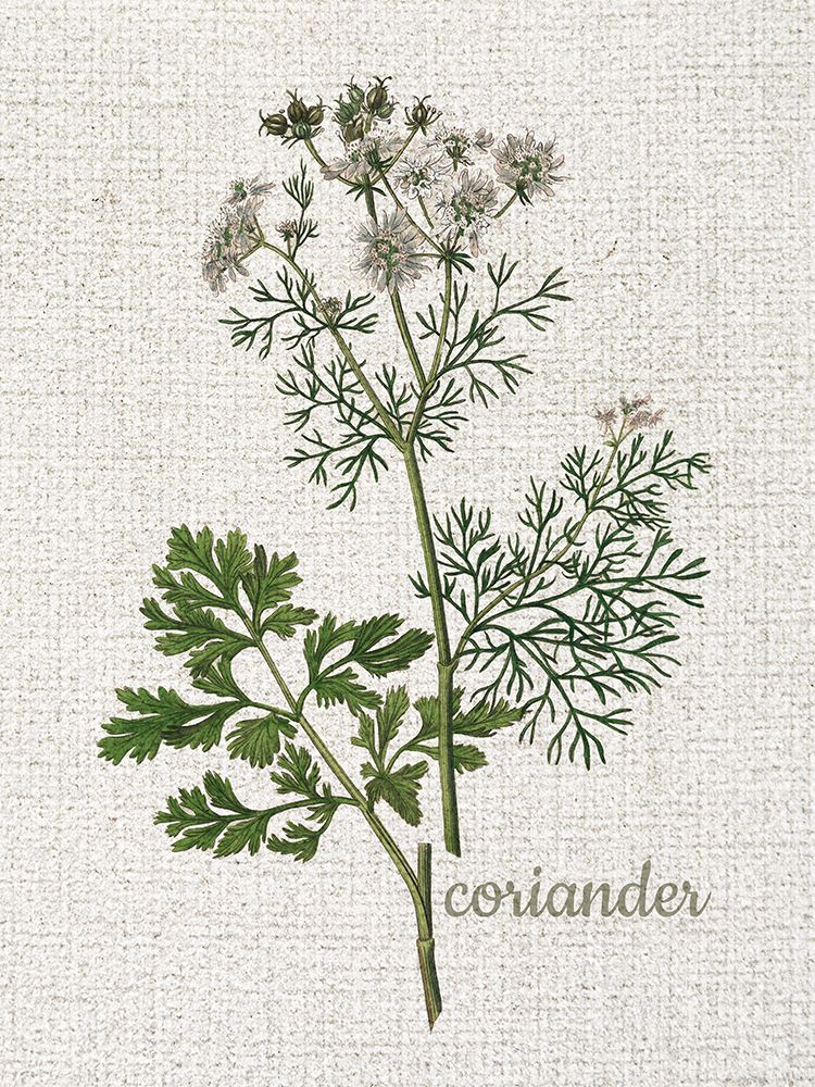 Linen Botanical 2 art print by Kimberly Allen for $57.95 CAD
