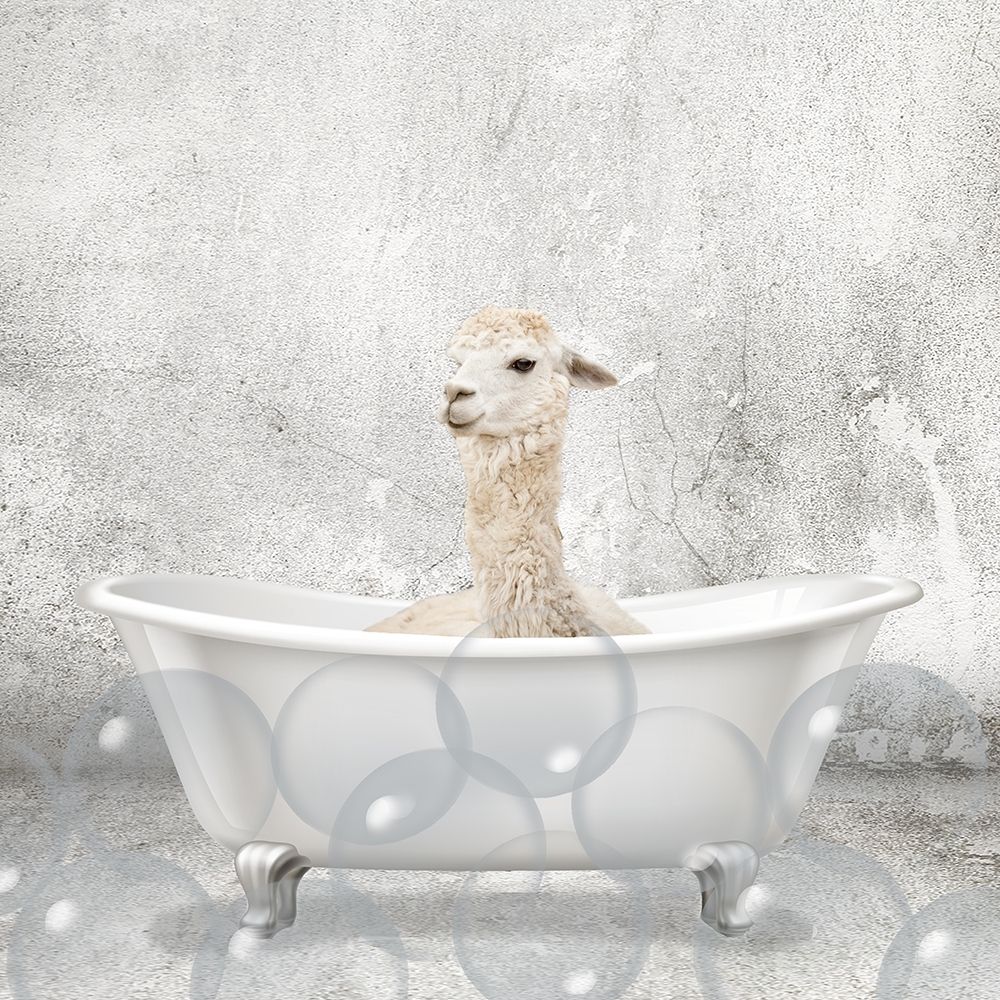 Baby Llama Bath art print by Allen Kimberly for $57.95 CAD