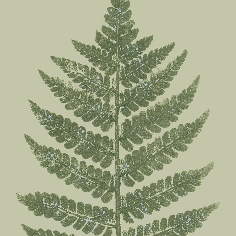 Fern Pressed Square 2 art print by Kimberly Allen for $57.95 CAD