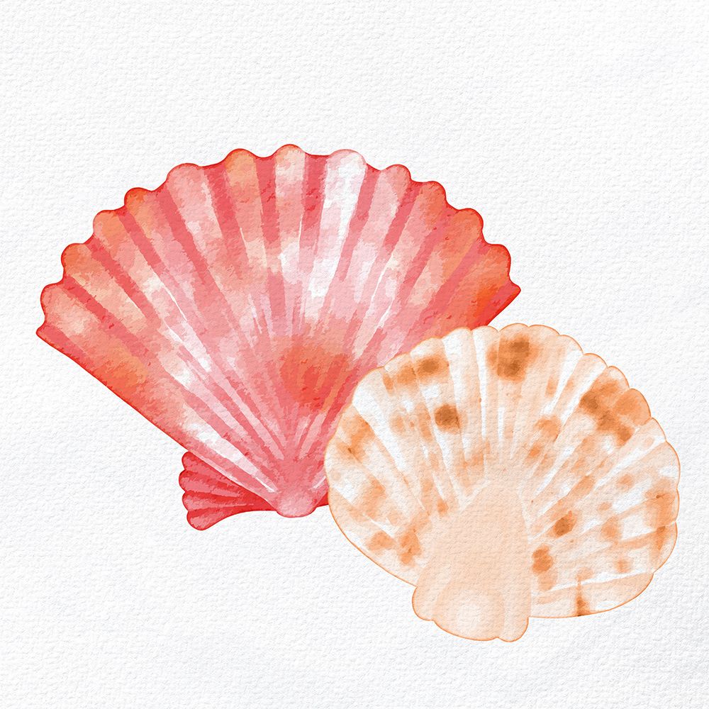 Scallop Shells 1 art print by Kimberly Allen for $57.95 CAD