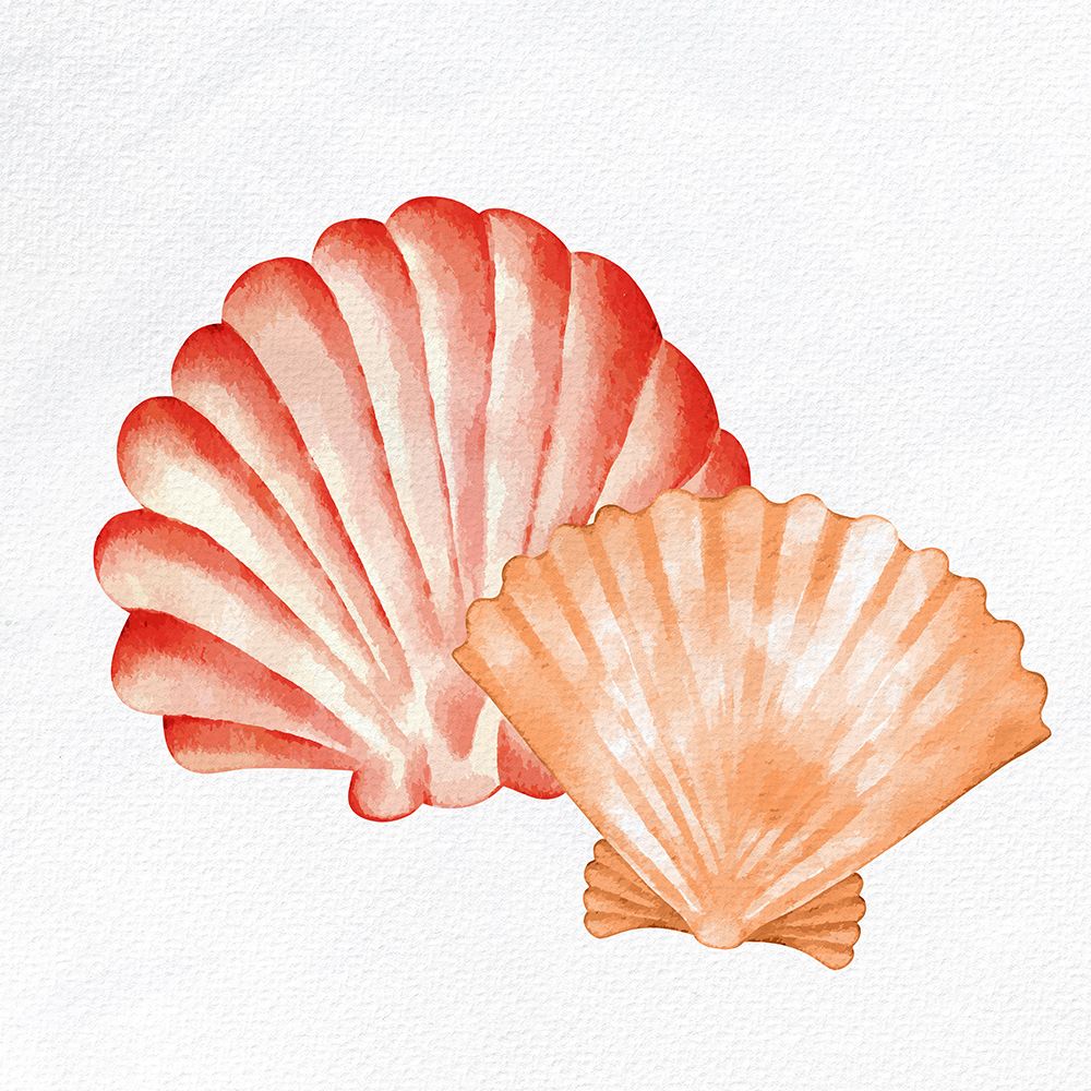 Scallop Shells 2 art print by Kimberly Allen for $57.95 CAD