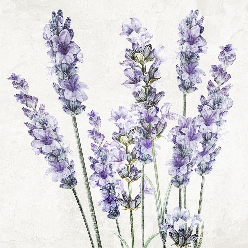 Lavender Square 1 art print by Kimberly Allen for $57.95 CAD