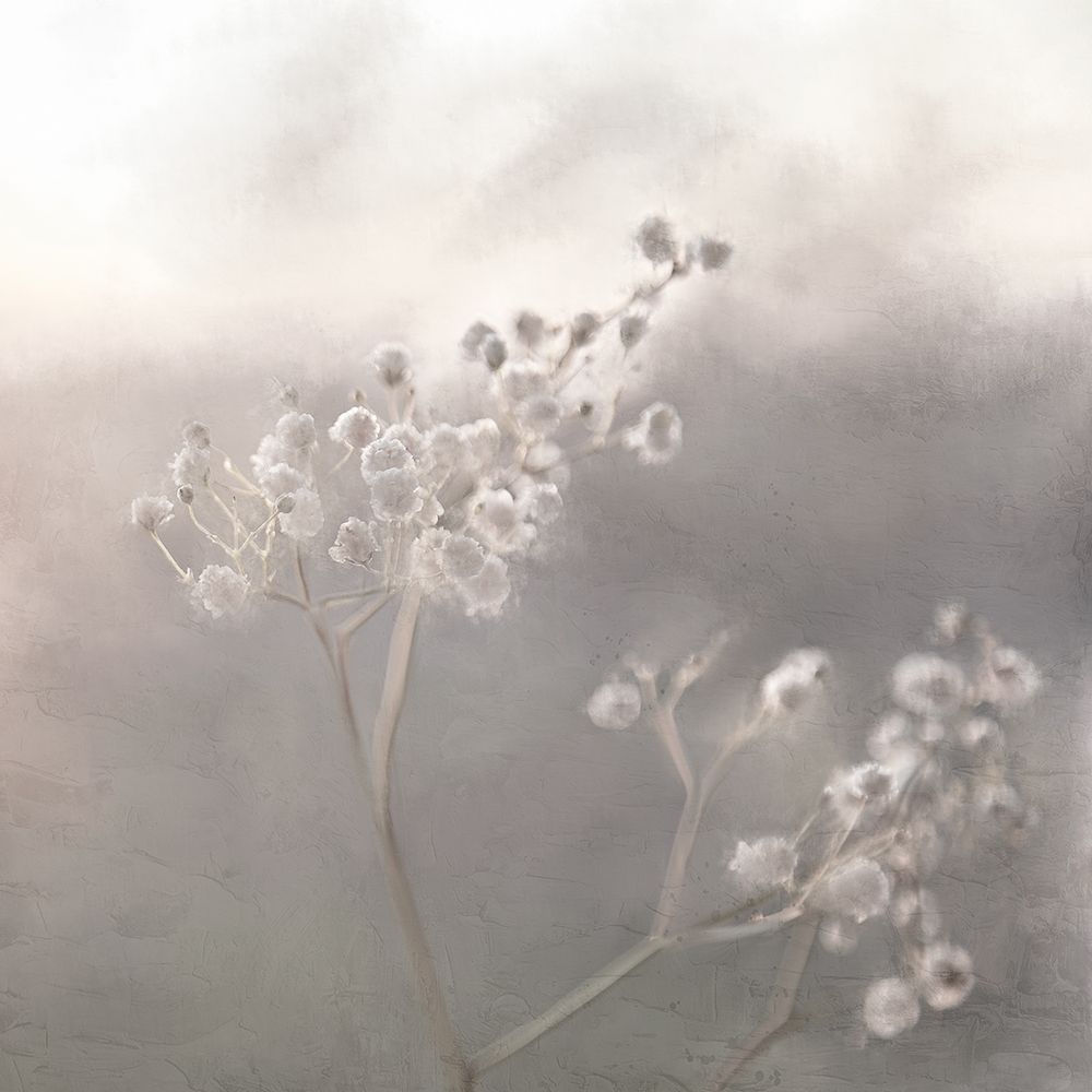 Softly art print by Kimberly Allen for $57.95 CAD
