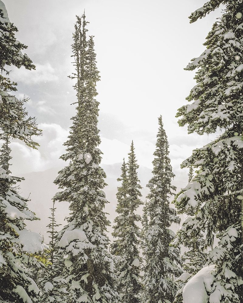 Snow Covered PInes art print by Leah Straatsma for $57.95 CAD