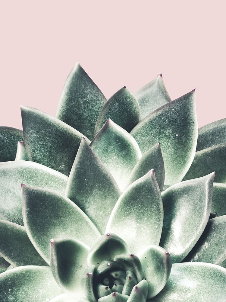 Succulent Queen art print by Marcus Prime for $57.95 CAD