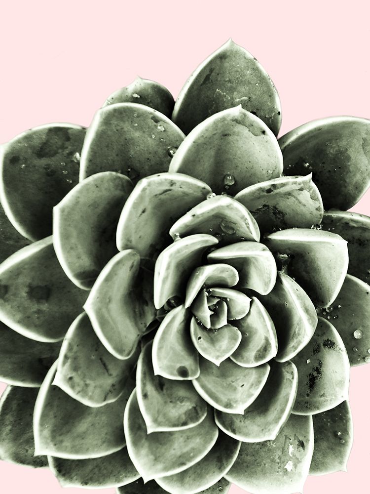 Succulent Beauty art print by Marcus Prime for $57.95 CAD