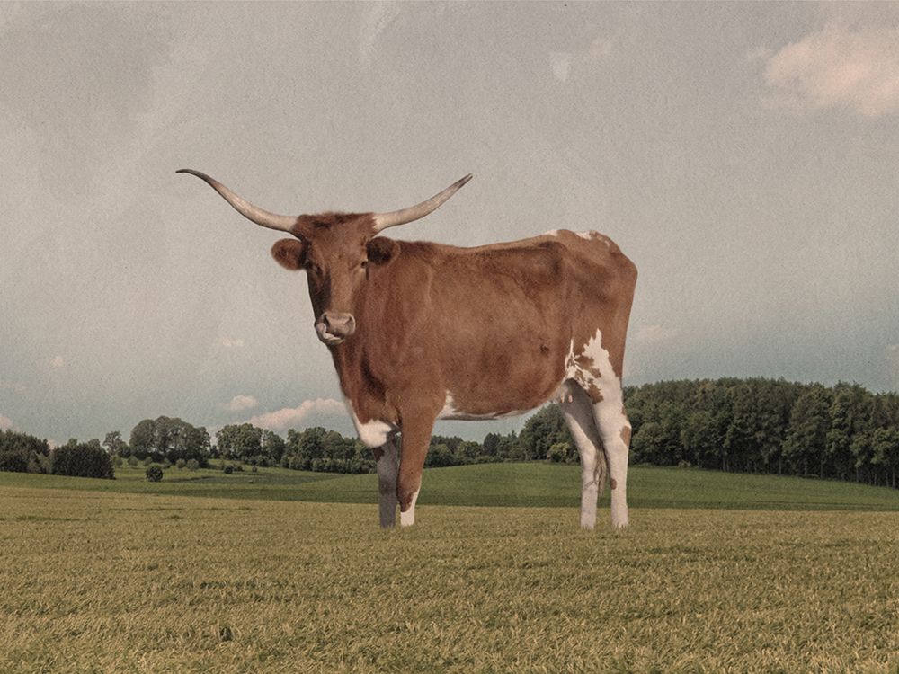 Desolate Steer art print by Marcus Prime for $57.95 CAD