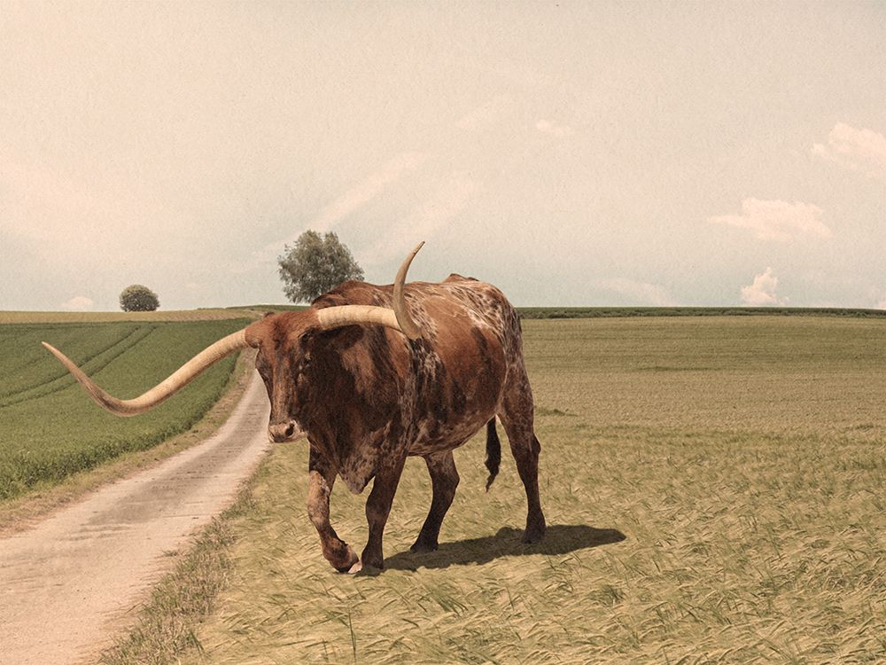 Desolate Steer 2 art print by Marcus Prime for $57.95 CAD