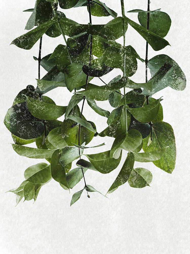 Hanging Eucalyptus art print by Marcus Prime for $57.95 CAD