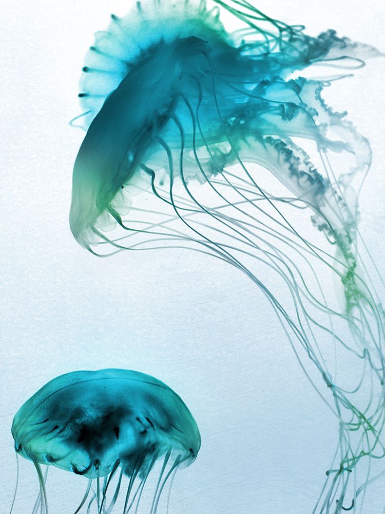 Jelly Fish Friends art print by Marcus Prime for $57.95 CAD