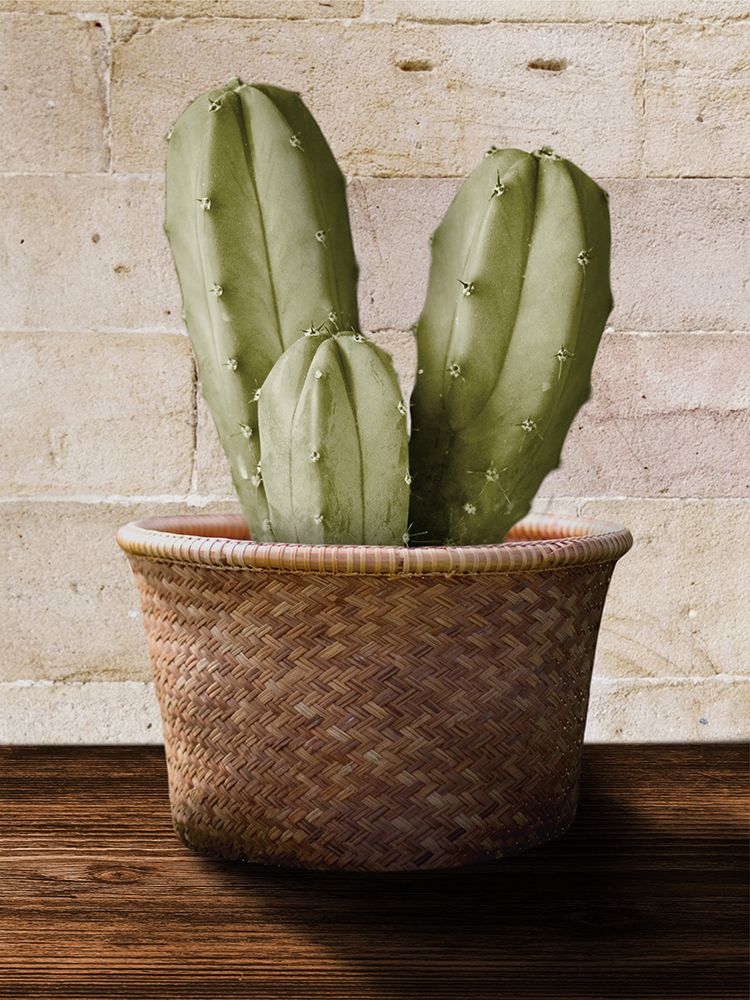 Cacti In Sunlight art print by Marcus Prime for $57.95 CAD