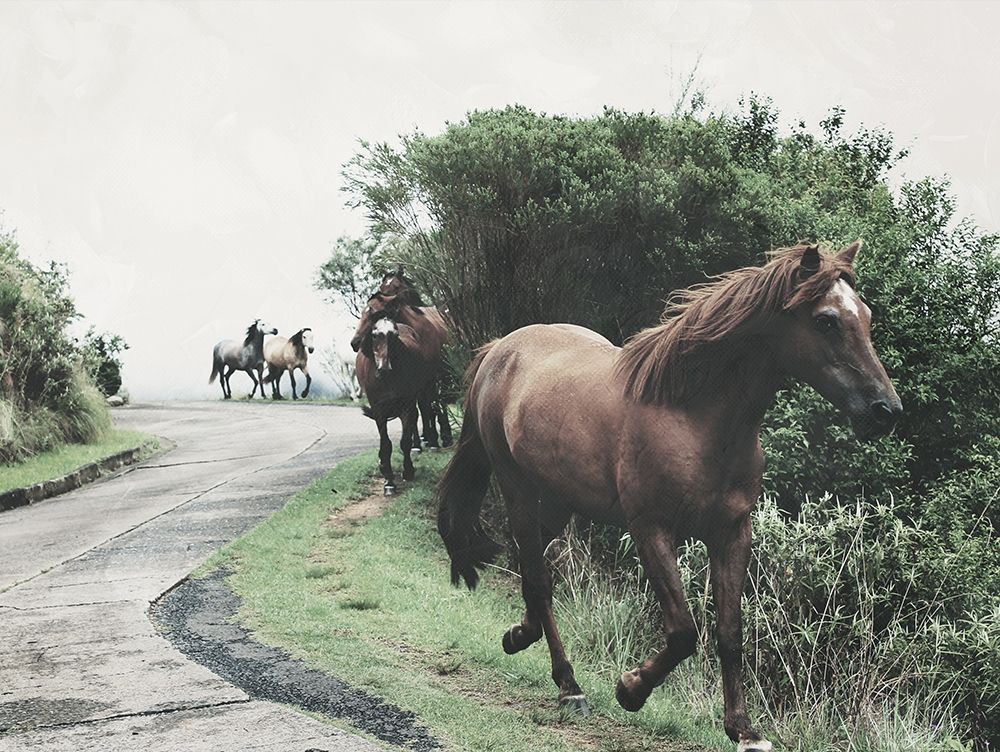 Horses Down The Street art print by Milli Villa for $57.95 CAD