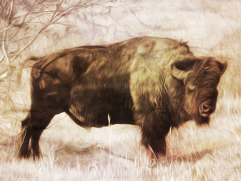 Buffalo Stance art print by Milli Villa for $57.95 CAD
