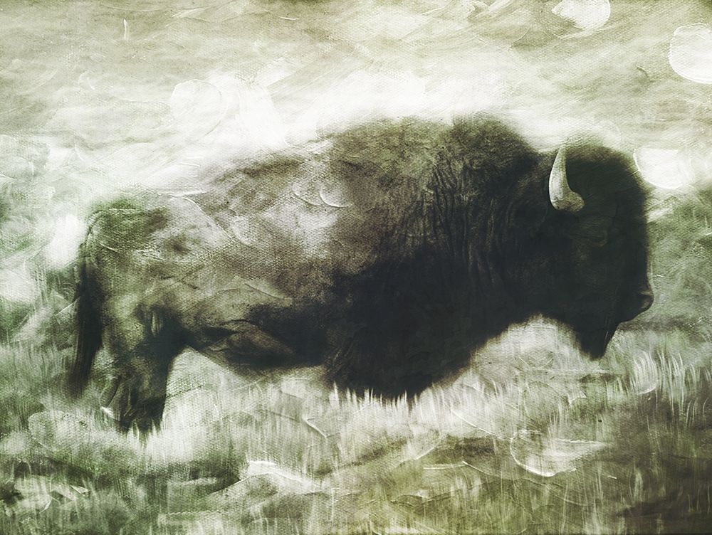Buffalo Look art print by Milli Villa for $57.95 CAD