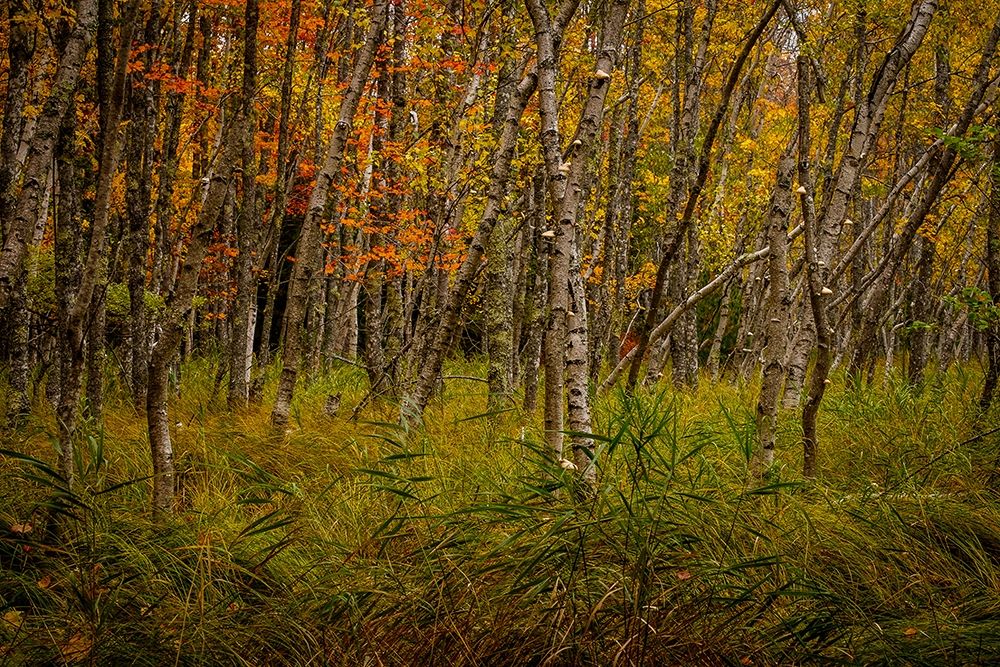 Birch Woods 2 art print by Glenn Taylor for $57.95 CAD