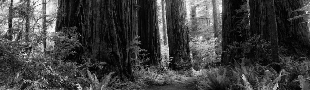 Redwoods art print by Joseph Rowland for $57.95 CAD