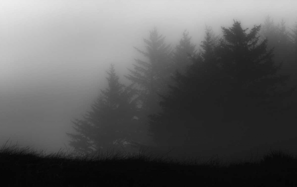 Trees In Fog art print by Joseph Rowland for $57.95 CAD