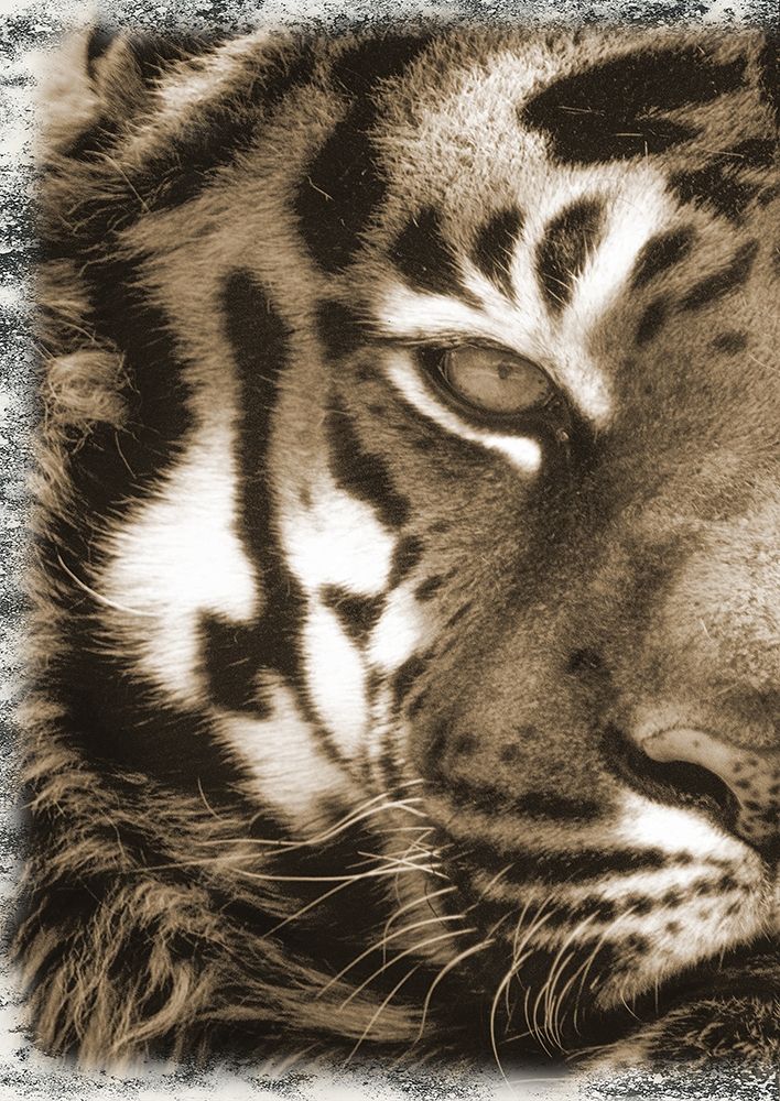 Tiger Claw 1 art print by Sheldon Lewis for $57.95 CAD