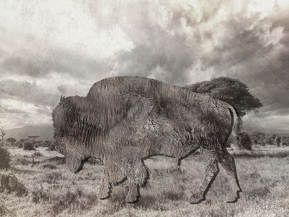 Bison 2 art print by Sheldon Lewis for $57.95 CAD