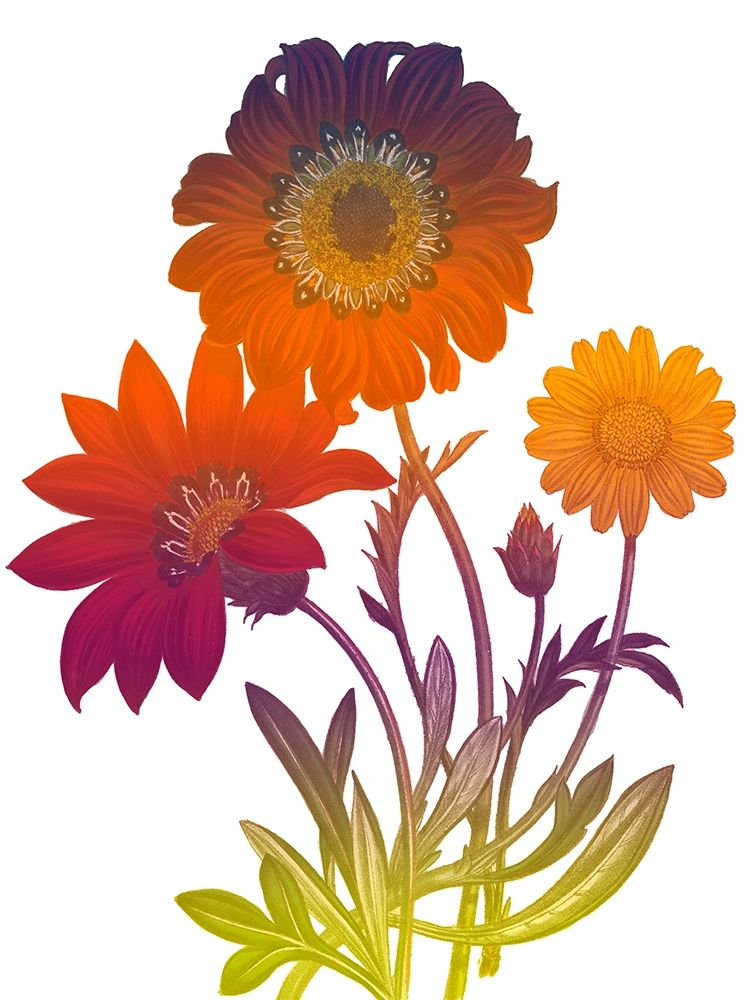 Color Bloom 2 art print by Sheldon Lewis for $57.95 CAD