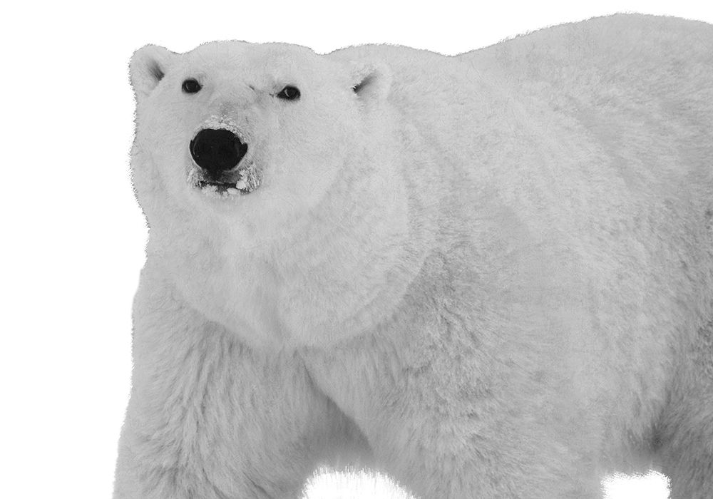 Polar Bear art print by Sheldon Lewis for $57.95 CAD