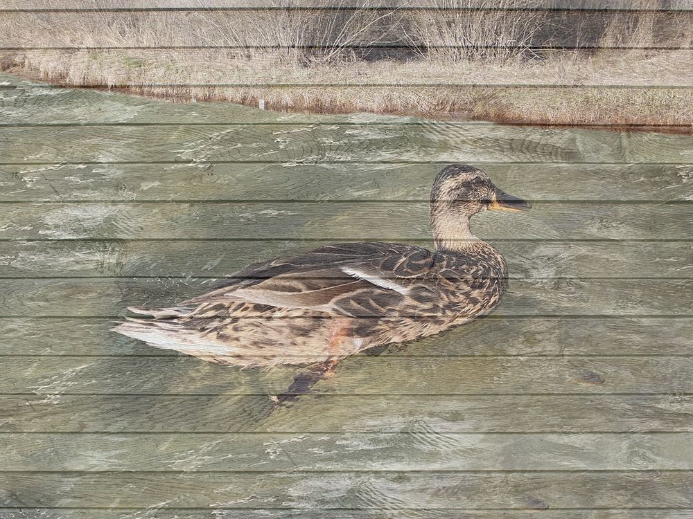 Water Duck art print by Sheldon Lewis for $57.95 CAD