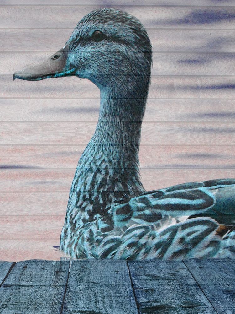 Aqua Duck art print by Sheldon Lewis for $57.95 CAD
