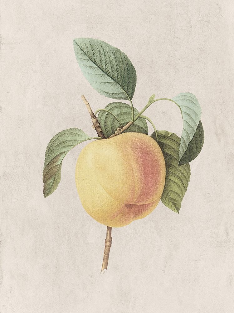 Fruity Botanic 1 art print by Sheldon Lewis for $57.95 CAD